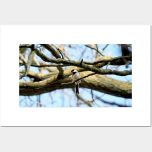 Curious Black-capped Chickadee Perched On a Tree Branch Posters and Art